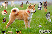 petits chiens - GIF animé gratuit