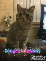 congratula Animated GIF