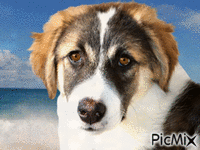 Amazing dog анимиран GIF