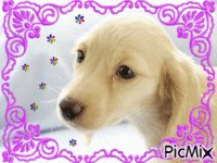 petit chien mignon - GIF animé gratuit