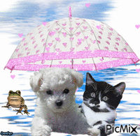 chat chien 动画 GIF