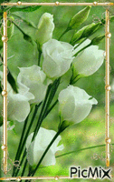 rosas brancas GIF animado