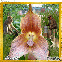 orchidèe