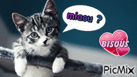 chaton - Ingyenes animált GIF