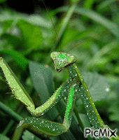 sparkly mantis :p - GIF animé gratuit