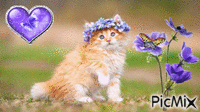 chat papillons animovaný GIF