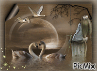 swan - GIF animado grátis