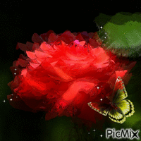 Rose Red - GIF animate gratis