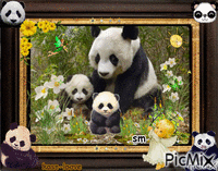 pandas - GIF animé gratuit