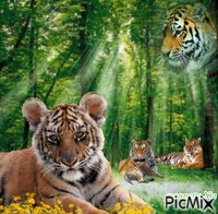 les tigres Animated GIF