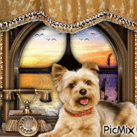 PUPPY BY THE WINDOW GIF animasi