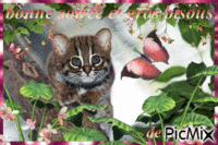 petit chat rubigineux - GIF animasi gratis