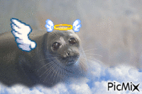 heavenly seal - Gratis animeret GIF