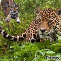 Tigres dans la jungle - besplatni png