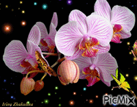 Orchids at night - Бесплатни анимирани ГИФ
