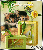 Chatons curieux - Gratis animerad GIF