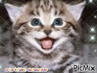 chat tigré - GIF animé gratuit