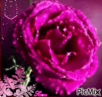 rosa - Gratis geanimeerde GIF