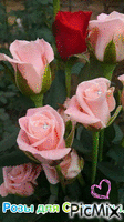 Розы для Светланы. - GIF animado gratis