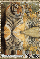 HD tigres reflet GIF animado