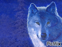 Blue Wolf - GIF animé gratuit