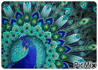Peacock - Free animated GIF