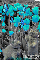 chatons et papillons - Zdarma animovaný GIF
