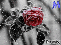 róża - Ilmainen animoitu GIF