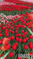 Tulips GIF animasi