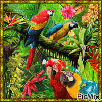 Papageien - Nemokamas animacinis gif