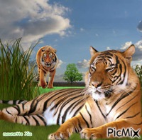 les tigres κινούμενο GIF