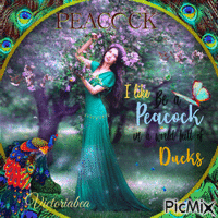 Peacock Animated GIF