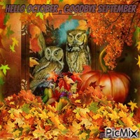 October owl Animated GIF
