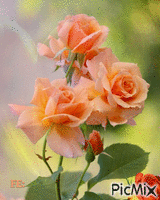 Fréz színű rózsa. GIF animé