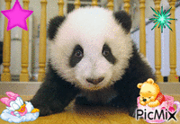 panda - Бесплатный анимированный гифка