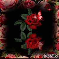 quadro com rosa - Δωρεάν κινούμενο GIF