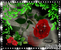 Rose in the rain Animiertes GIF