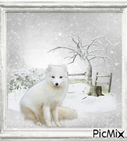 Arctic Fox Animated GIF