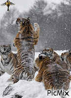 tigres et oiseau - Безплатен анимиран GIF