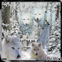 Meute de  loups blancs