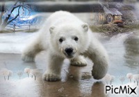 Polar baby - Darmowy animowany GIF