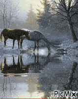 Horses in the snow κινούμενο GIF