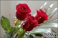 Vörös rózsa. - GIF animado gratis