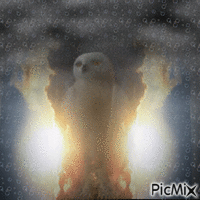 OWL ART animovaný GIF
