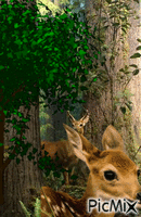 Entre los árboles animovaný GIF