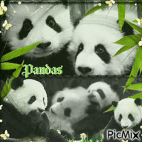 Pandas - Animovaný GIF zadarmo