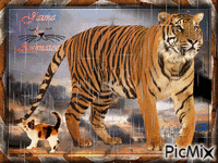 Tigre et chat - Zdarma animovaný GIF