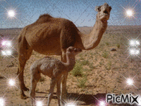 chameaux - GIF animé gratuit