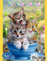 gatos - GIF animado grátis