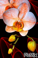 virág GIF animado